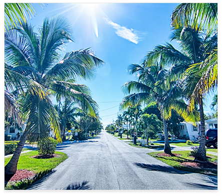 Suburban neighborhood with palm trees on either side of the road